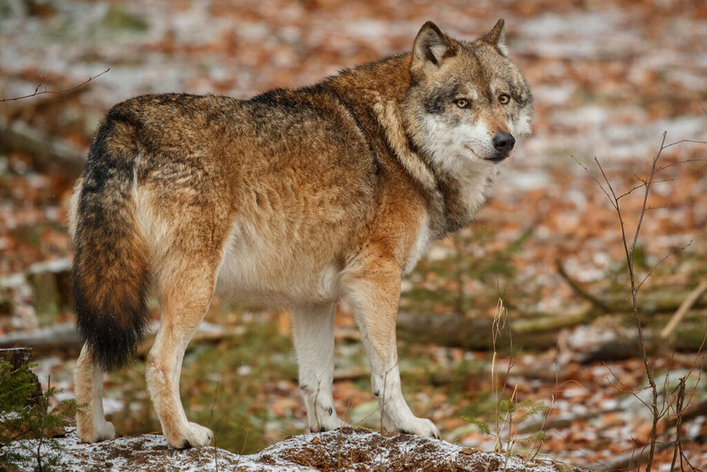 Ein einzelner Wolf steht aufmerksam im Wald.
