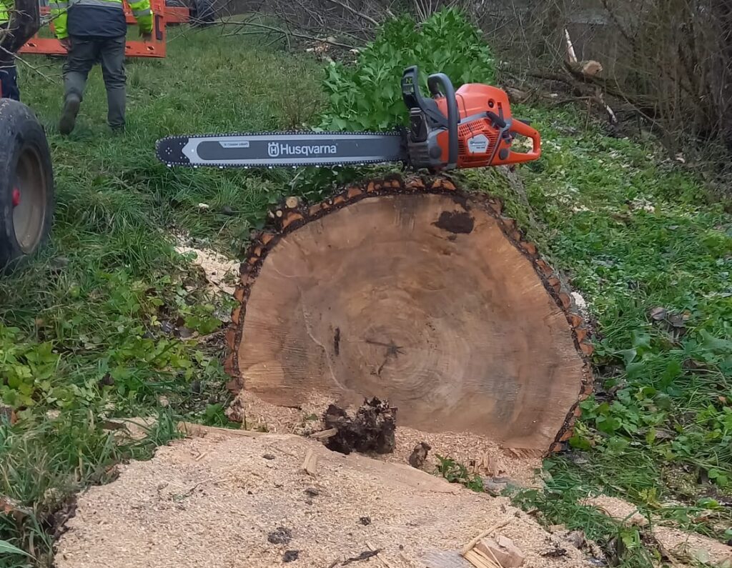 Eine Motorsäge liegt auf einem gefällten Baum. Eine Baumscheibe ist bereits abgeschnitten worden und liegt vor dem Stamm.